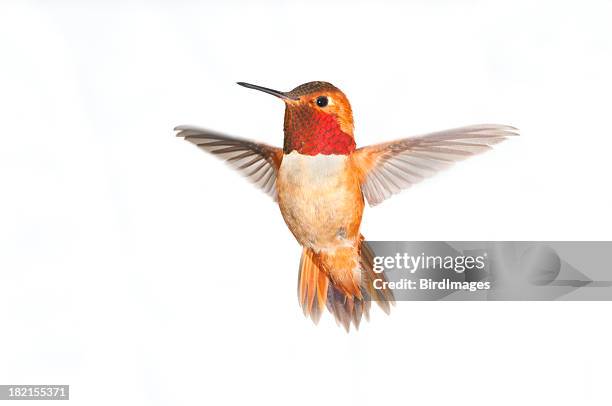 rufous hummingbird male - white background xl - kolibrie stockfoto's en -beelden