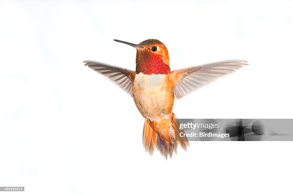 Rufous Hummingbird Male - White Background XL