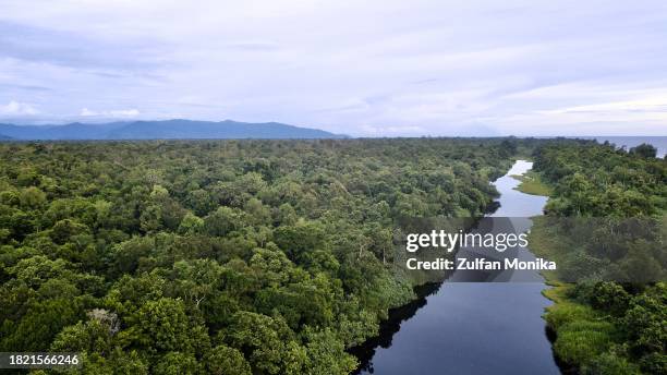 aceh lowland tropical rainforest - sumatra bildbanksfoton och bilder