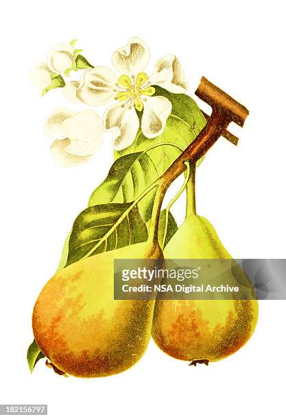 european pear | antique flower illustrations - pear stock illustrations