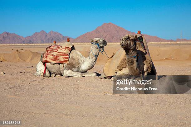 egyptian desert camels - sharm el sheikh stockfoto's en -beelden