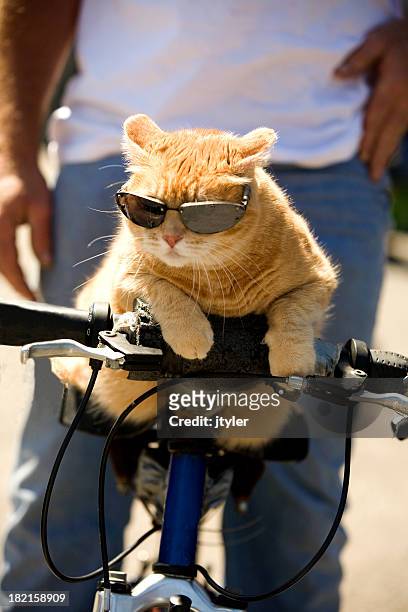chat tigré, tabby équitation un vélo avec lunettes de soleil - chat rigolo photos et images de collection