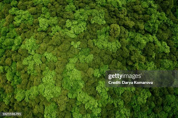 moss on the wall, natural natural background. a panel on the wall, a design element in the interior. - mousse-végétale photos et images de collection