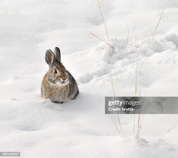 wild rabbit sitting in the snow - 兔 動物 個照片及圖片檔