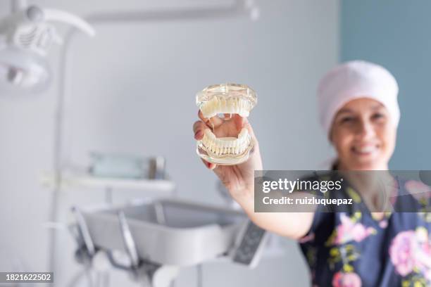 female dentist with plastic denture model - crown skull stock pictures, royalty-free photos & images