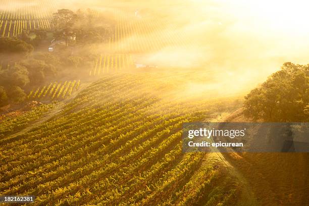 aerial view of beautiful vineyards in napa valley, california - napa valley stockfoto's en -beelden