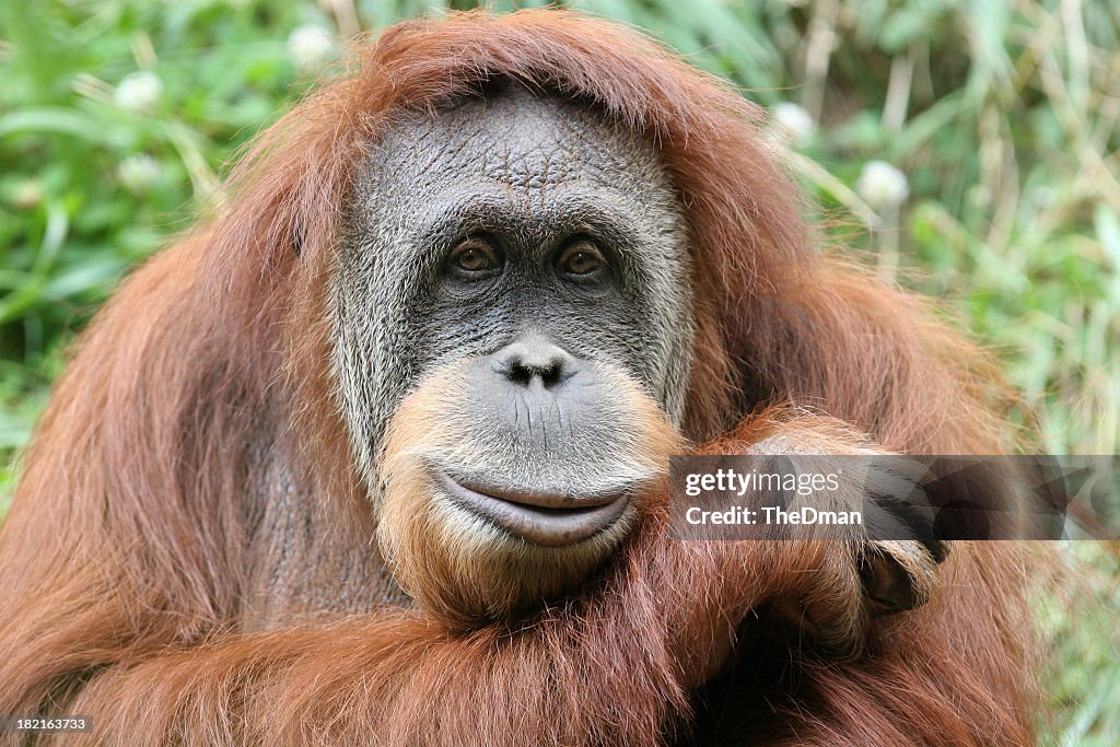 Photo portrait of a hairy orangutan, his head on his forearm