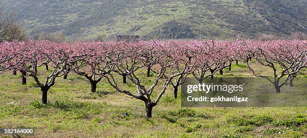 almond orchard con la primavera flores - almond branch fotografías e imágenes de stock