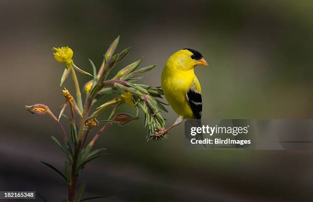 american stieglitz-male - yellow perch stock-fotos und bilder