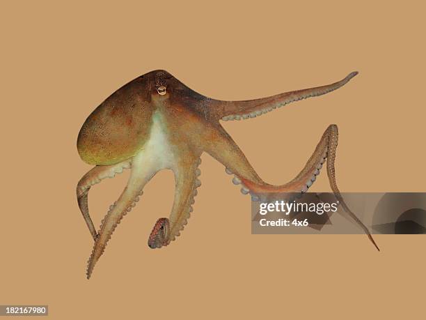 octopus - on brown background - tentacle stock pictures, royalty-free photos & images