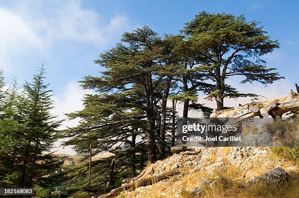 cedar bosque cerca de bcharre en el líbano - cedar tree fotografías e imágenes de stock