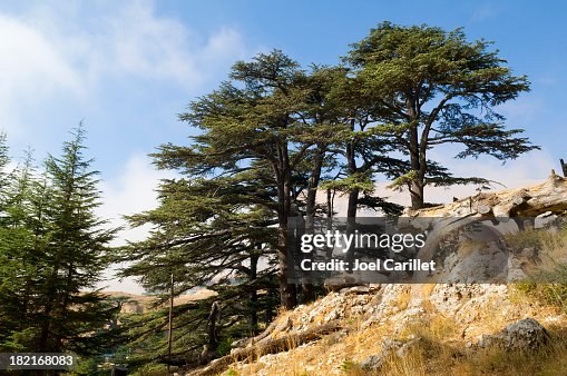 Cedar forest in Lebanon near Bcharre