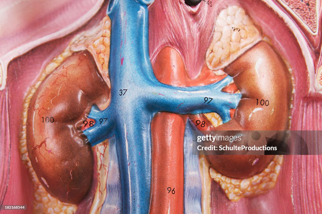 Human Kidney Diagram