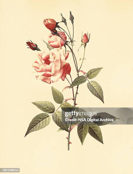 high resolution rose | antique flower illustrations - single object photos stock illustrations