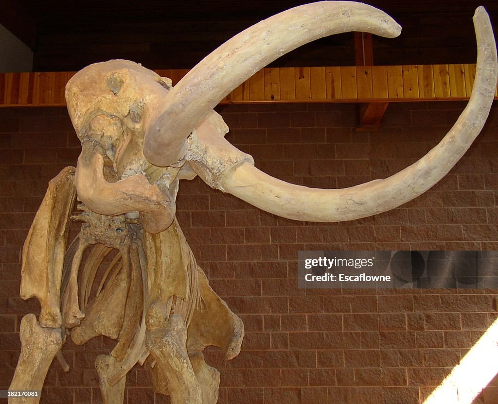 Mammoth skeleton on display in a building