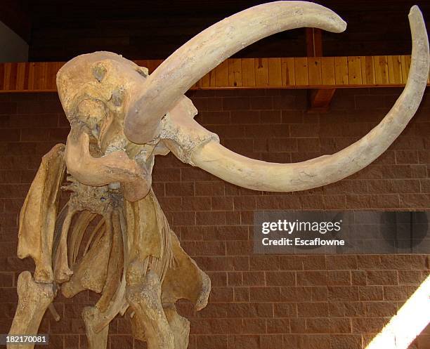 mammoth skeleton on display in a building - animal bone stock pictures, royalty-free photos & images