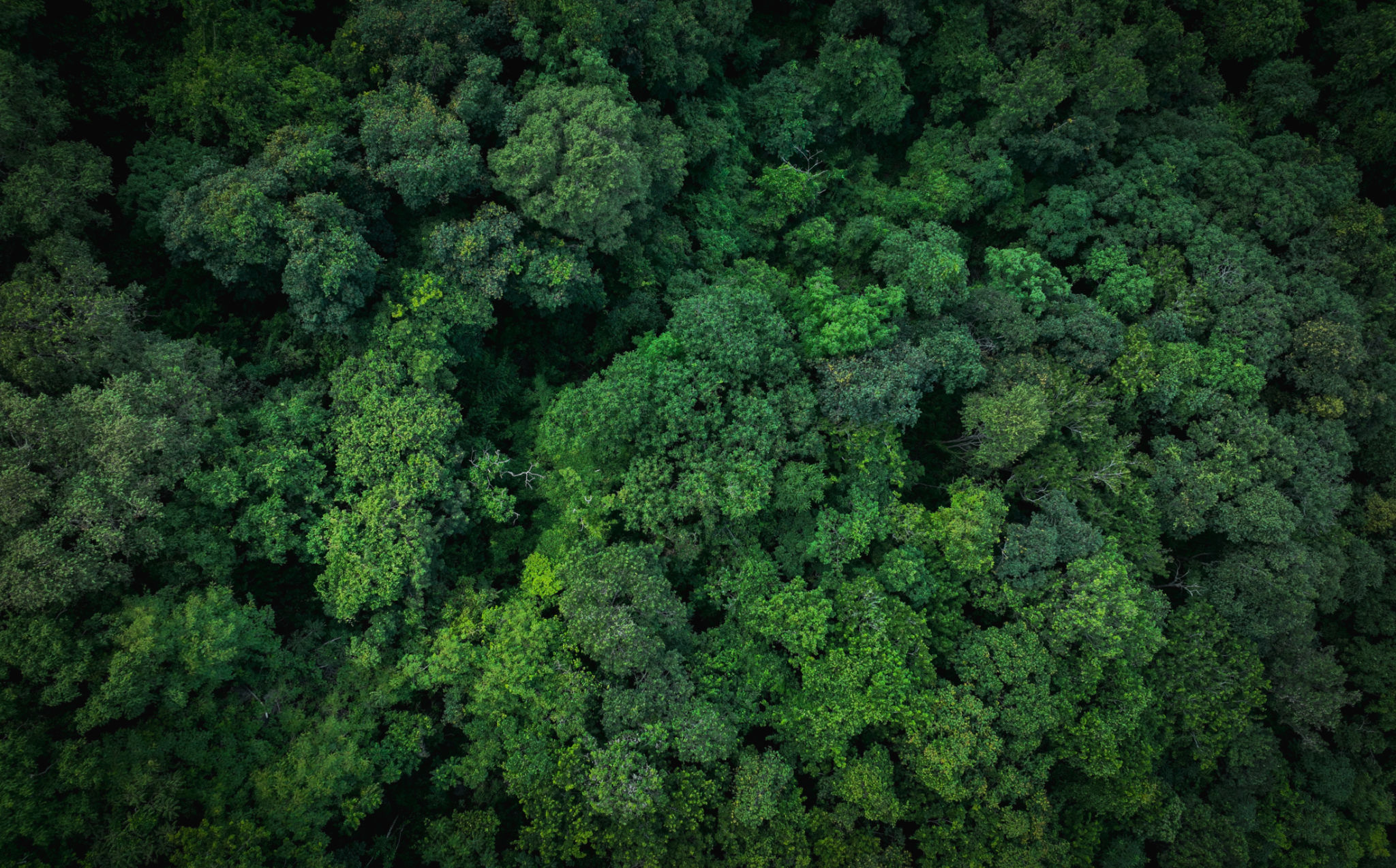 environmental conservation drone