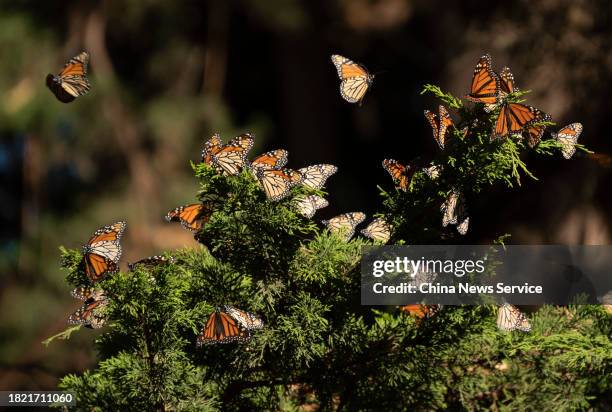 Monarch butterflies return to California for the winter on November 28, 2023 in Santa Cruz, California.