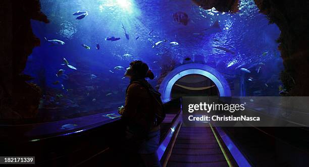 underwater tunnel - the aquarium of sao paulo stockfoto's en -beelden