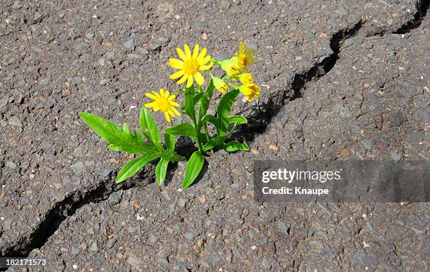 tarmac  flower - crevice stock pictures, royalty-free photos & images