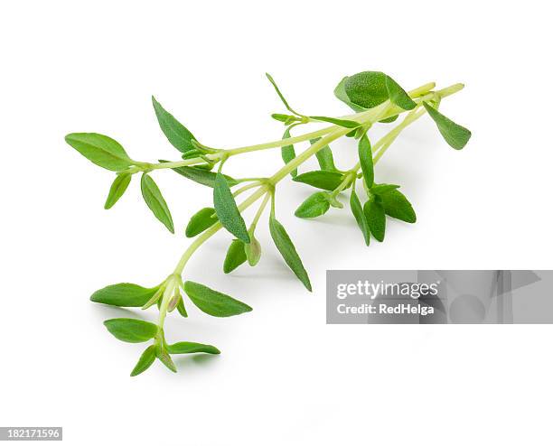 thyme - garnering stockfoto's en -beelden