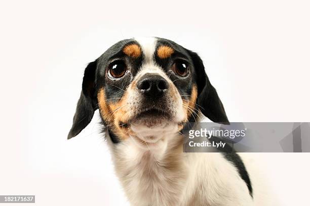fearful small dog on white background - rädda bildbanksfoton och bilder