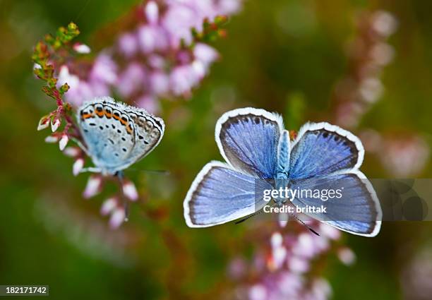 common blue butterfly (polyommatus icarus) - heather stockfoto's en -beelden