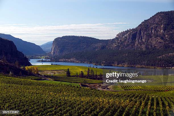 okanagan valley vineyards  penticton british columbia - penticton stockfoto's en -beelden