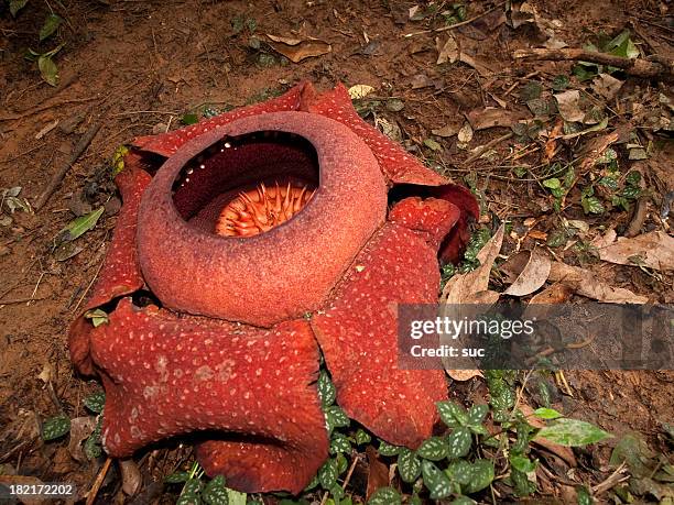 rafflesia flower - endangered species stock pictures, royalty-free photos & images