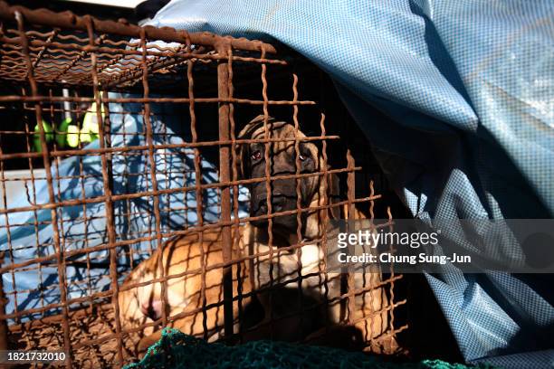 Dog looks out from a cage as police officers block a dog farmer protest, demanding the government scrap plans to pass a bill to enforce a ban on the...