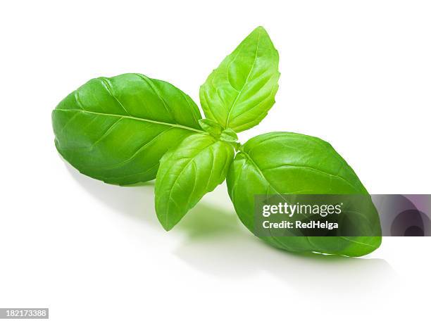 basil leafs - basilico foto e immagini stock