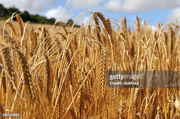 close up on the crop of barley in a field - barley stock pictures, royalty-free photos & images