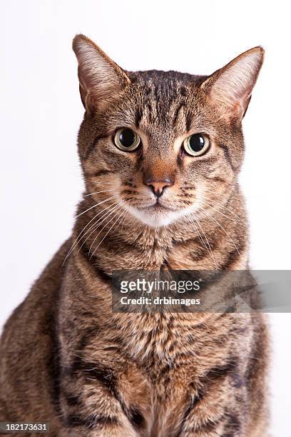 portrait of a cat - tabby cat stock pictures, royalty-free photos & images