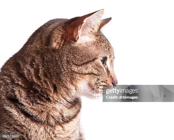 profile of a cat - cat profile stock pictures, royalty-free photos & images