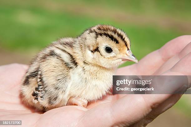 pheasant chick - pheasant bird stock pictures, royalty-free photos & images