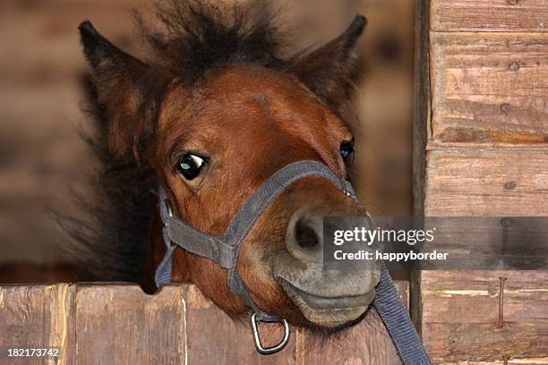 pequeño pony. - potro fotografías e imágenes de stock