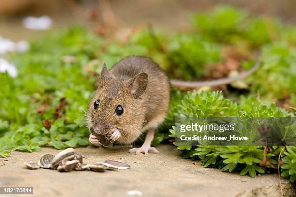 wood mouse  (apodemus sylvaticus) - wood mouse stock pictures, royalty-free photos & images