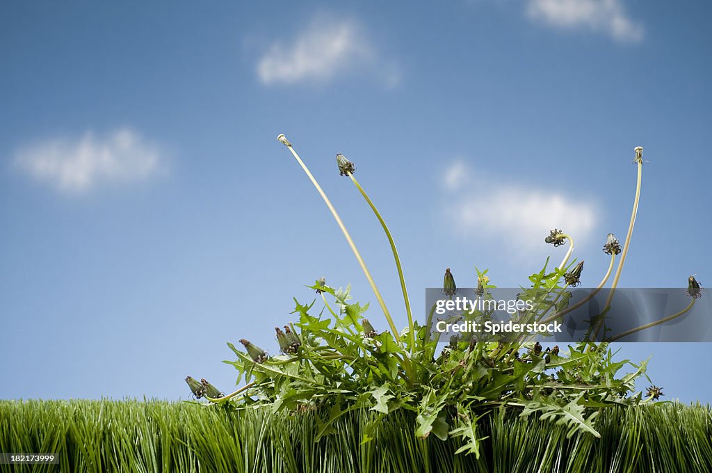 Weeds wachsenden In Grass