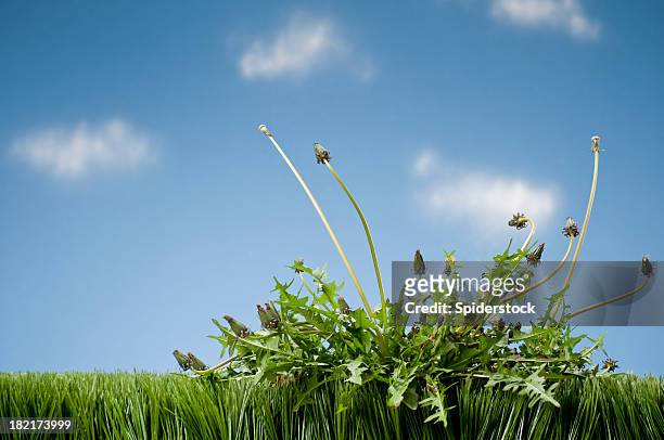 weeds growing in grass - weed stockfoto's en -beelden