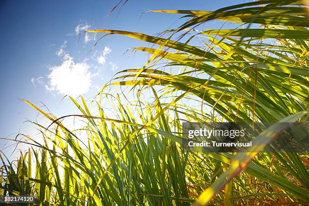 sugarcane - sugar cane stock pictures, royalty-free photos & images