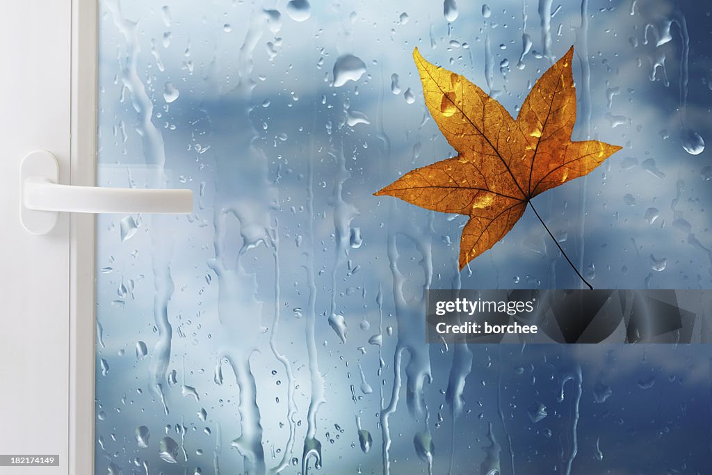 Window With Leaf And Raindrops