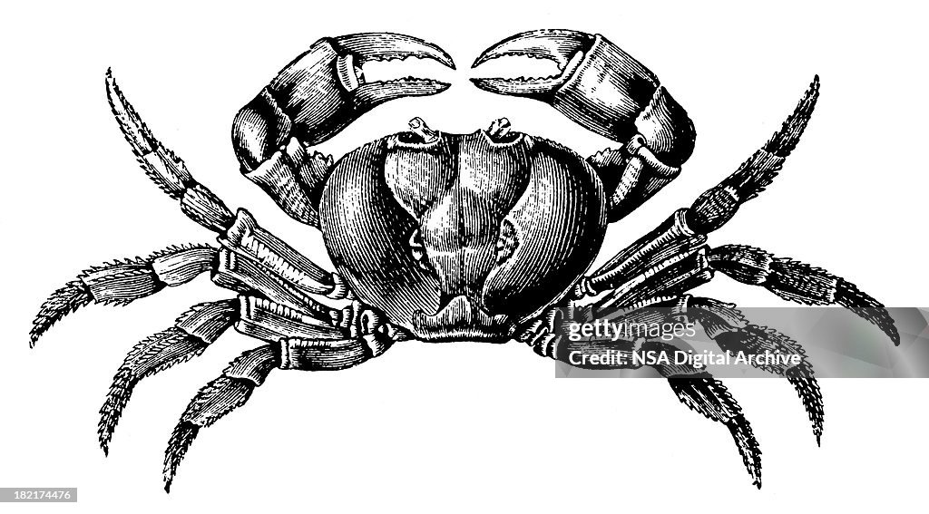 Crab | Antique Animal Illustrations