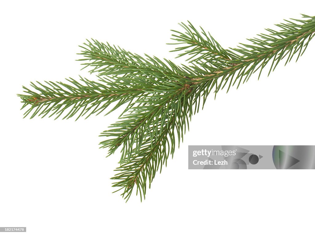 Green fir pine branch against white background