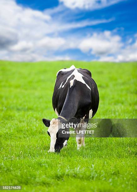 friesian holstein kuh - friesian cattle stock-fotos und bilder
