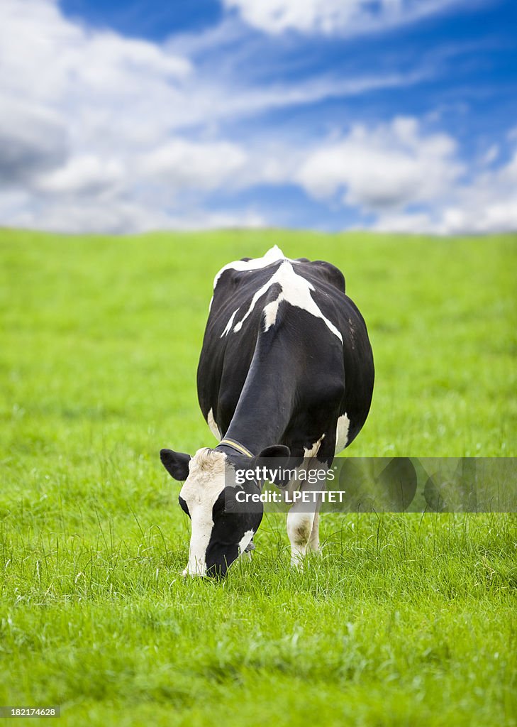 Friesian Vache frisonne