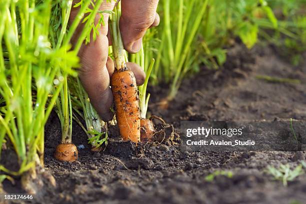 corrot dans le champ - champ ferme photos et images de collection