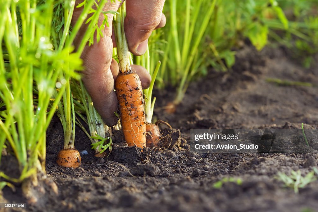 Corrot in field