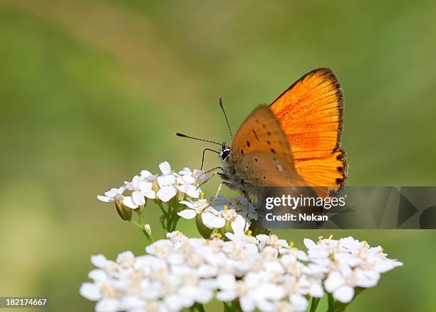 Orange Butterfly On A Flower Lycaena Virgaurea High-Res Stock Photo