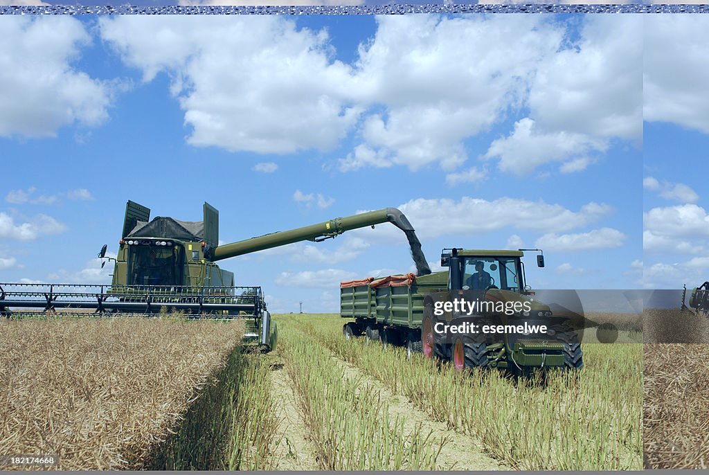 Cosecha se combinan y de tractor en canola field