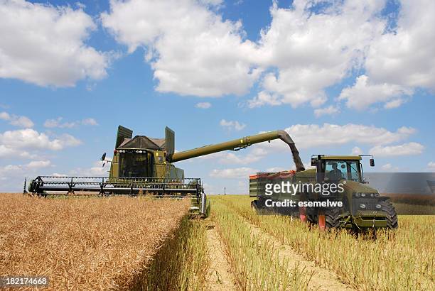 harvest - combine and tractor at canola field - canola stockfoto's en -beelden